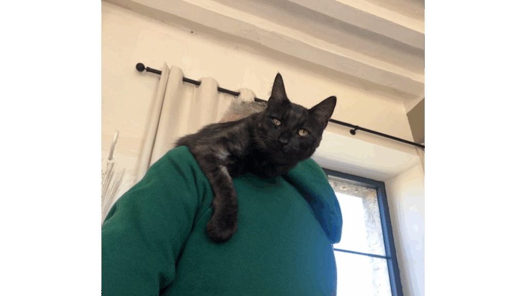 Maison-panchien-animaux (1)