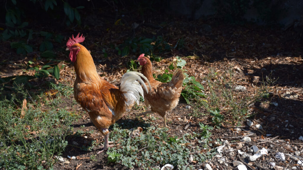 Maison-panchien-animaux