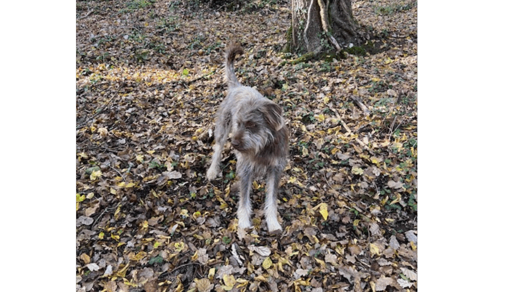 Maison-panchien-animaux