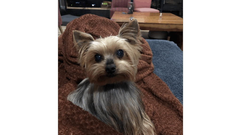 Maison-panchien-animaux (2)