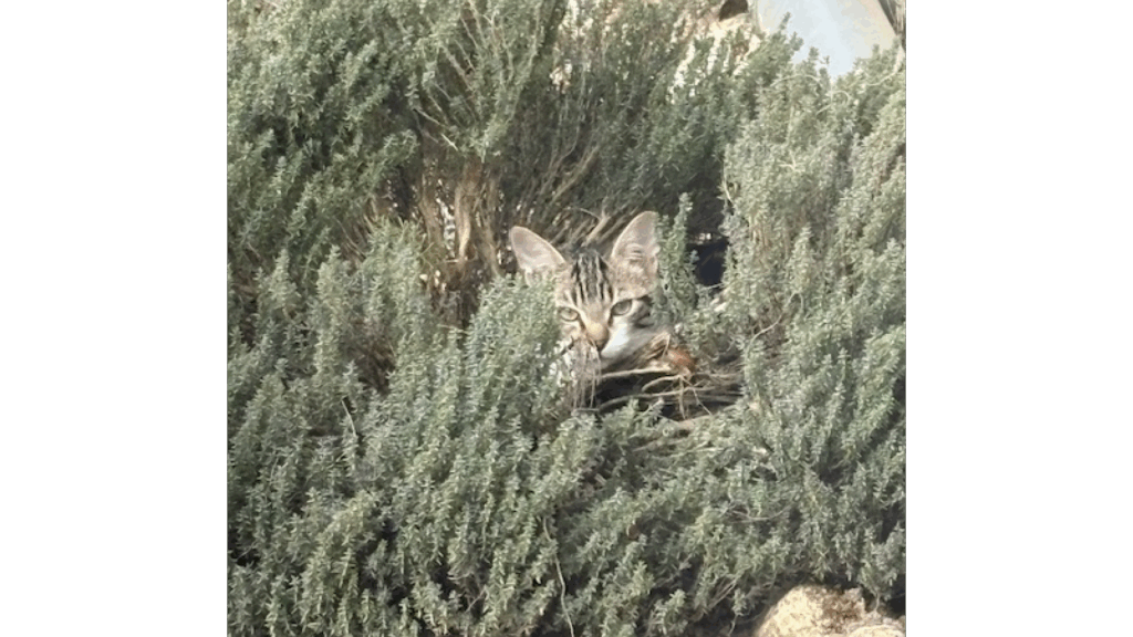 Maison-panchien-animaux (3)