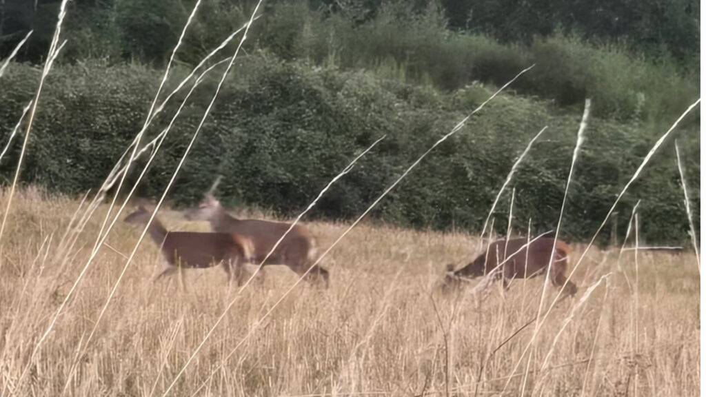 Maison-panchien-biches-1