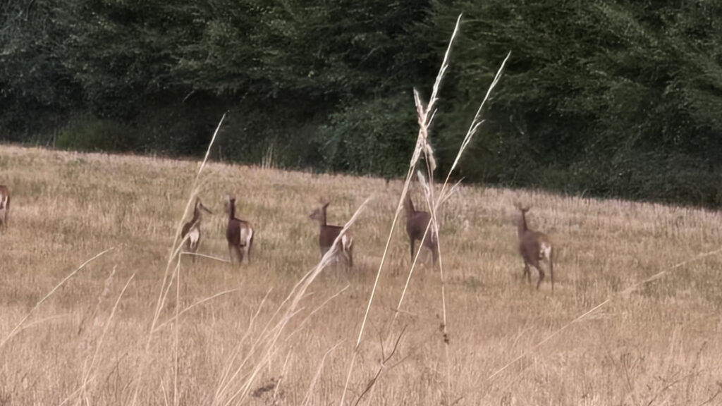 Maison-panchien-biches