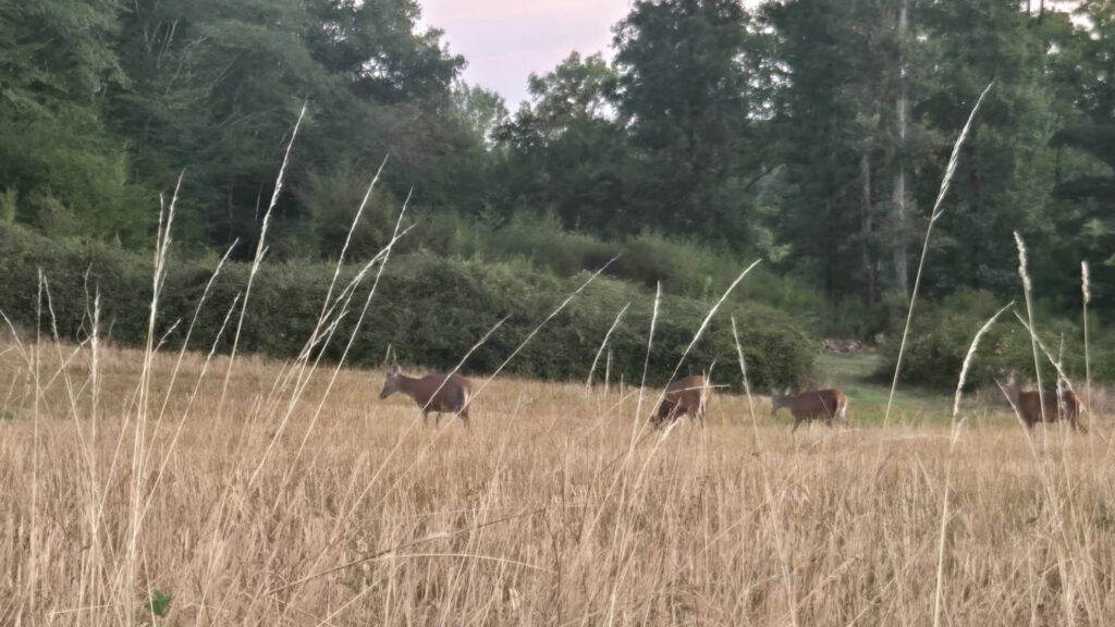 Maison-panchien-biches-2