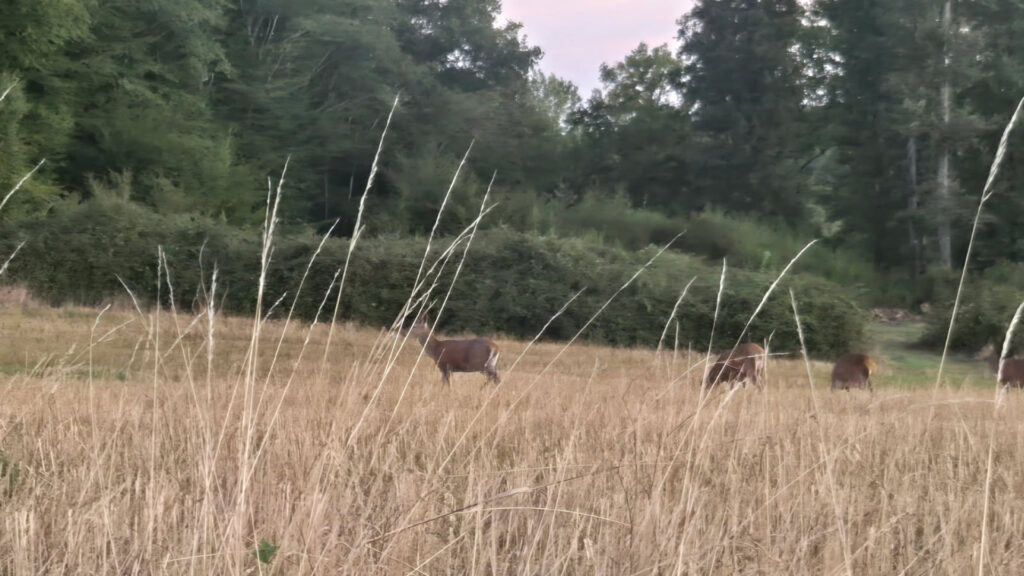 Maison-panchien-biches-3